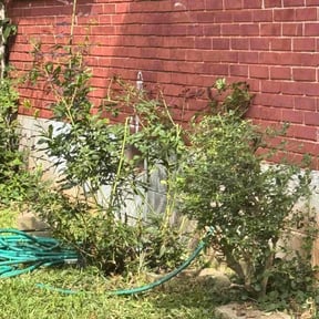 Bush Trimming by Bennett Lawn Care reviewed on November 20, 2025