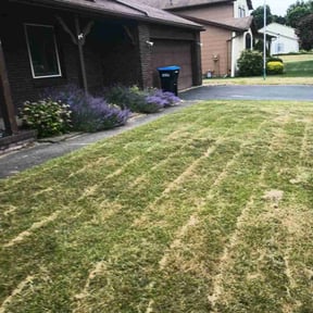 Bush Trimming by Colabora USA LLC DBA Monster Cuts reviewed on August 18, 2025