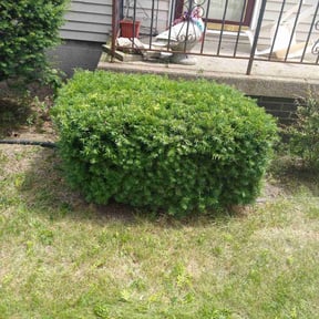 Bush Trimming by Steve's Lawn Mowing and Odd Jobs reviewed on November 20, 2025