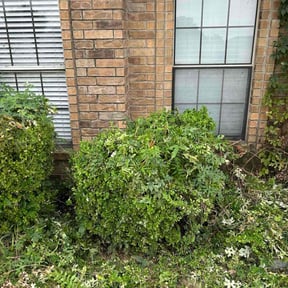 Bush Trimming by Marvin's Services LLC reviewed on December 16, 2025