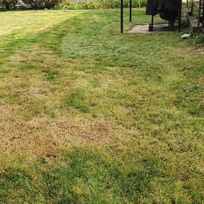 Bush Trimming by Pace Lawn and Garden reviewed on August 18, 2025