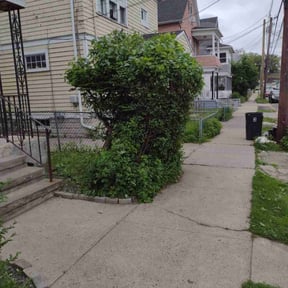 Bush Trimming by Mow Pro's Llc reviewed on August 17, 2025