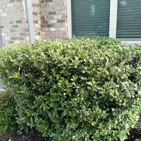 Bush Trimming by K &amp; D Lawn Services reviewed on November 7, 2025
