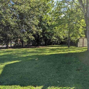 turf care by Next Level Lawn reviewed on August 15, 2025