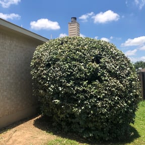 Bush Trimming by Main Lawn Care reviewed on October 2, 2021