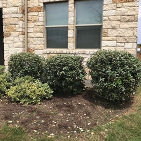 Bush Trimming by Straightlines LLC reviewed on August 18, 2025