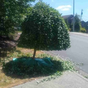 Bush Trimming by First Choice Property Solutions reviewed on August 17, 2025