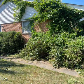 Bush Trimming by Flipmodedreadhead reviewed on November 19, 2025