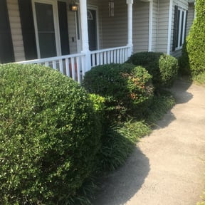 Bush Trimming by Dr.  Lawns reviewed on April 3, 2024