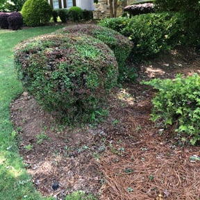 Bush Trimming by Jeremy's lawn service reviewed on August 17, 2025