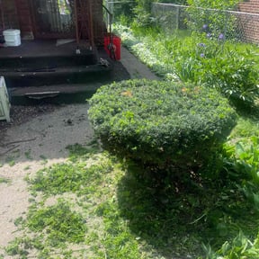 Bush Trimming by Alive Tmg reviewed on May 21, 2024