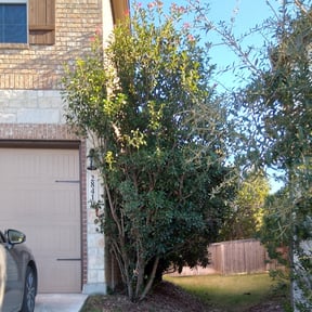 Bush Trimming by XPRESS LAWN CARE reviewed on August 16, 2025
