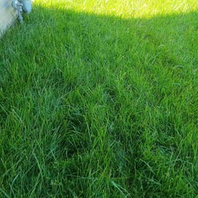 Leaf Removal by Eddies lawn care reviewed on August 6, 2026
