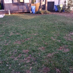 Leaf Removal by BBA BIG BROTHERS IN ACTION LLC reviewed on August 21, 2025