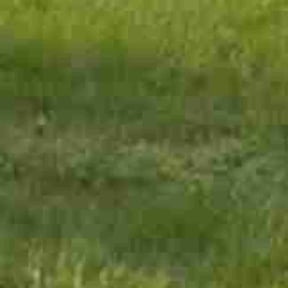 Leaf Removal by Willie Lawn Care and More LLC reviewed on August 16, 2025