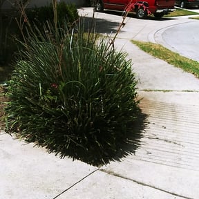 Bush Trimming by CLIFFS Lawn & More reviewed on August 16, 2025
