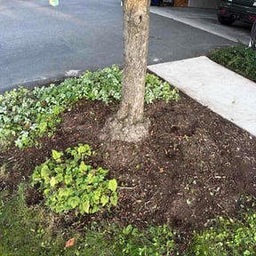 Flower Bed Weeding by Lonestar Environmental reviewed on August 17, 2026