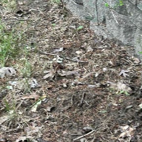 Leaf Removal by 25 And Up Cuts More LLC reviewed on June 9, 2026