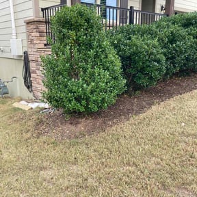 Bush Trimming by Precision Landscaping & more reviewed on August 18, 2025
