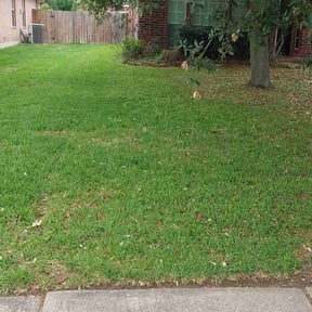 yard care by True Total Works reviewed on November 19, 2025