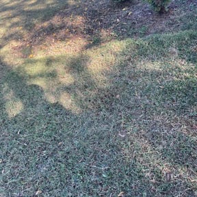 Bush Trimming by All Mowing Services reviewed on August 17, 2025