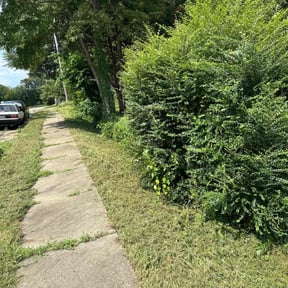 Bush Trimming by Kings Services reviewed on December 25, 2025