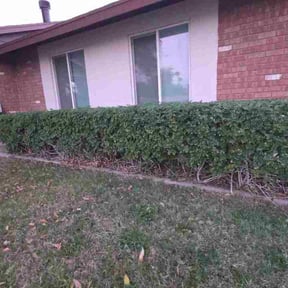 Bush Trimming by Chris Wimler reviewed on February 26, 2026