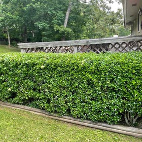 Bush Trimming by Zombie cutting team reviewed on August 15, 2025