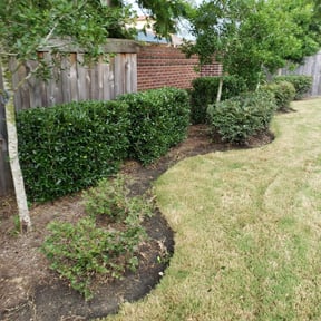 Bush Trimming by Court Landscaping reviewed on August 19, 2025