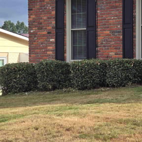 Bush Trimming by Superior Landscape & Maintenance, Inc. reviewed on August 13, 2025