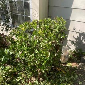 Bush Trimming by All Turf &amp; Terrain reviewed on October 22, 2025