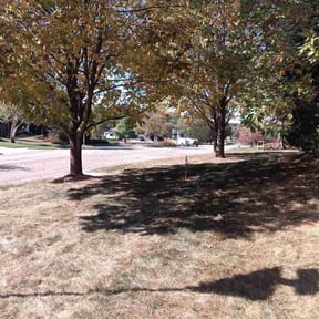 Leaf Removal by DT Lawn Service LLC reviewed on October 24, 2025