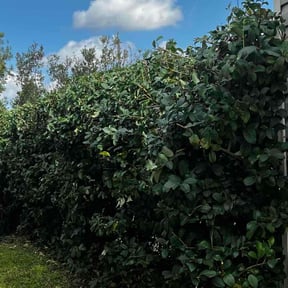 Bush Trimming by Cornerstone Lawncare LLC reviewed on August 15, 2025