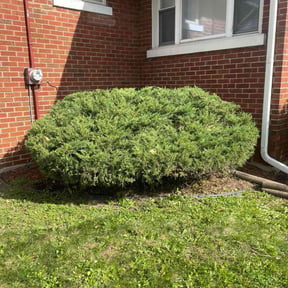 Bush Trimming by Trinity Mobile Service LLC reviewed on August 6, 2025