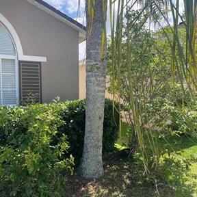 Bush Trimming by MVD Lawncare LLC reviewed on August 18, 2025