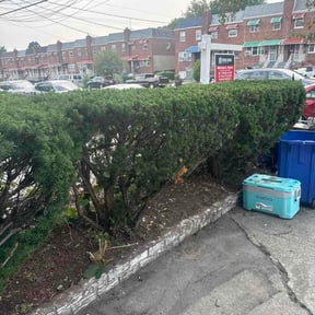 Bush Trimming by gmf lawn service reviewed on August 1, 2026