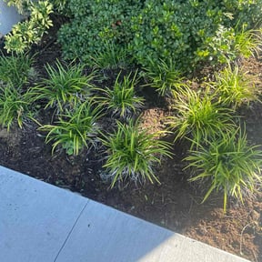 Flower Bed Weeding by LAWN CARE reviewed on October 24, 2025