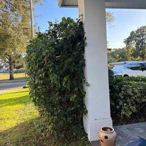 Bush Trimming by Bryan lawncare llc reviewed on December 3, 2025