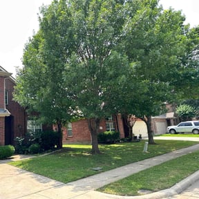 yard work by Sanchez Landscaping reviewed on August 21, 2025