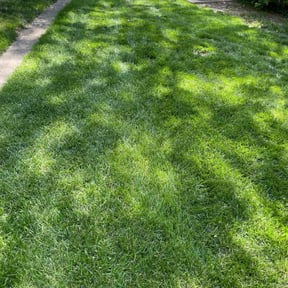 lawn care by The guy property maintenance reviewed on August 19, 2025