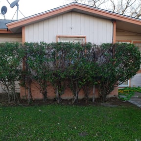 Bush Trimming by Green Ranch Lawncare and Pressure Washing reviewed on August 14, 2025