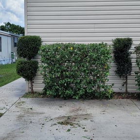 Bush Trimming by Coleman Clean Cuts reviewed on August 17, 2025