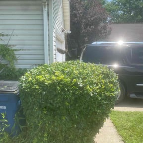 Bush Trimming by Blessed Lawn Care Services &amp; Odd Jobs reviewed on February 1, 2024