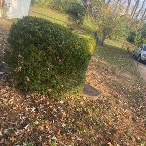 Bush Trimming by Brian B's Lawncare Service  reviewed on November 24, 2025