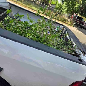 Bush Trimming by Roy Reddick reviewed on July 13, 2026