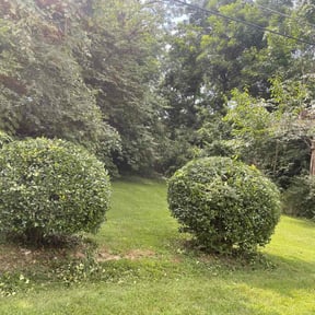 Bush Trimming by Grayson's Landscaping & Lawn Care reviewed on August 18, 2025
