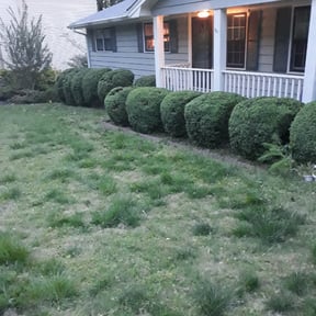 Bush Trimming by Forever Green FG LLC reviewed on May 3, 2024