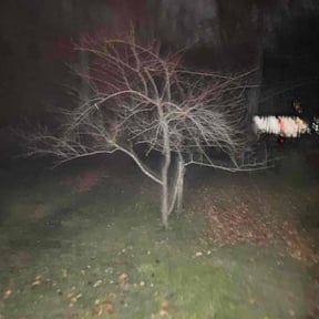 Bush Trimming by Wash's landscaping reviewed on October 18, 2025