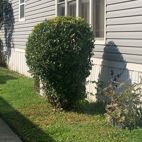 Bush Trimming by A WOMAN&#039;S TOUCH LAWN CARE reviewed on November 9, 2017