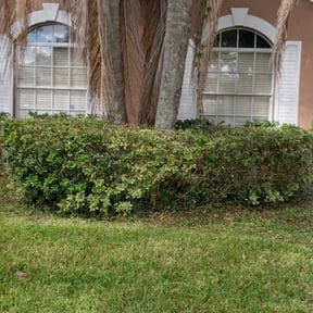 Bush Trimming by Optimistic Landscaping LLC reviewed on August 13, 2025